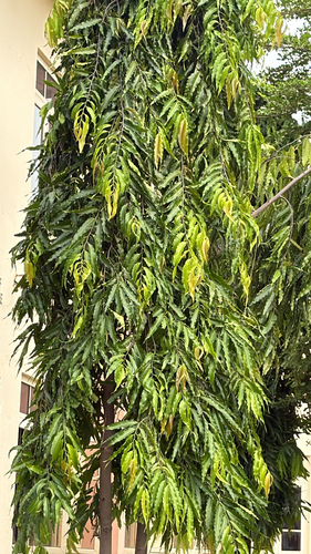 Monoon observed 2026-10-08