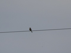 Emberiza citrinella