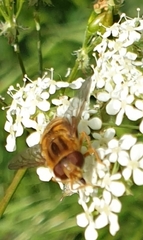 Parhelophilus