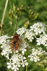 Parhelophilus