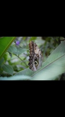 Caligo telamonius memnon
