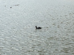 Fulica atra
