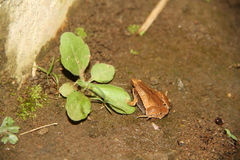 Microhyla achatina