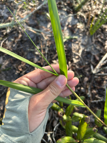 Panicum hemitomon observed 2026-10-08