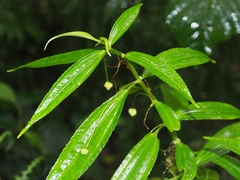 Image of Pilea angustifolia
