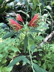 Alstroemeria aurea