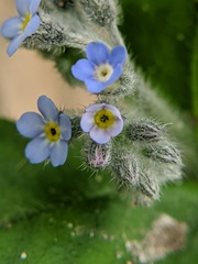 Myosotis arvensis