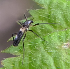 Chasmatonotus atripes