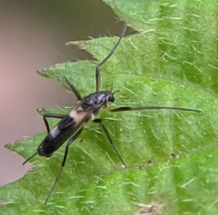 Chasmatonotus atripes