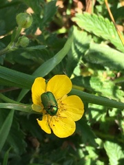 Cryptocephalus aureolus