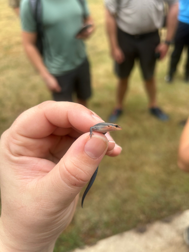 Four-lined Skink