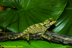 Gonocephalus kuhlii