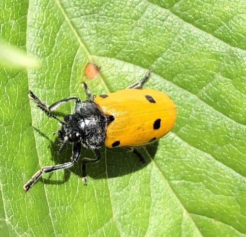 Lachnaia italica