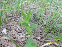 Filipendula stepposa