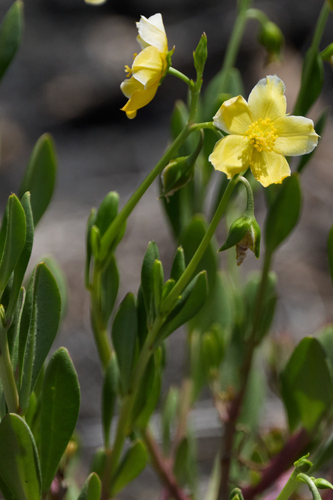 Talinum fruticosum observed 2026-09-14
