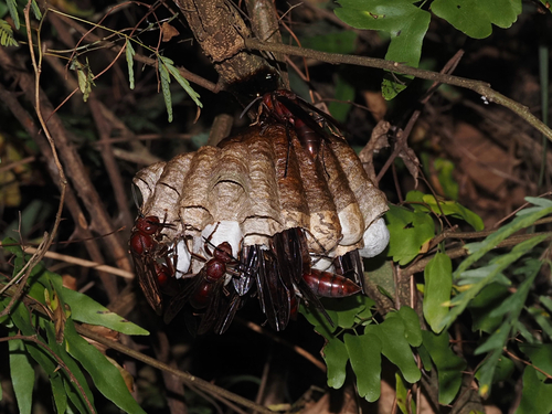 Giant Brown Paper Wasp