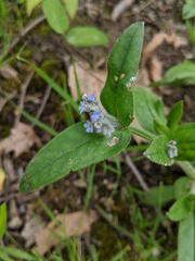 Myosotis arvensis