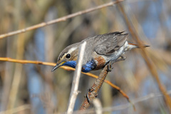 Luscinia svecica svecica