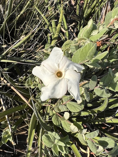 plateau rocktrumpet
