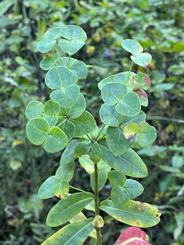 Euphorbia observed 2026-10-07