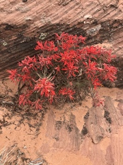 Castilleja scabrida