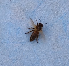 Apis mellifera