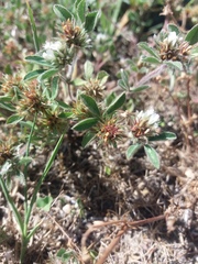 Trifolium scabrum