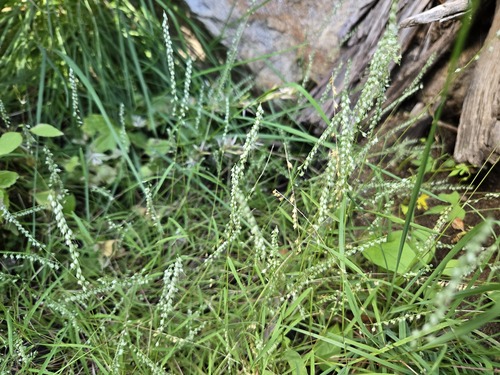 Muhlenbergia uniseta, 2026-10-07