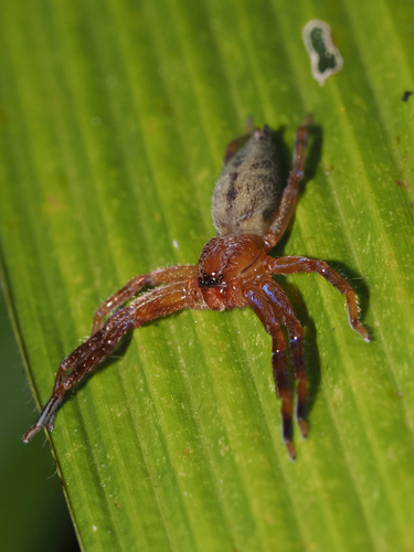 Thelcticopis severa