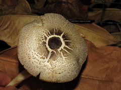 Agaricus