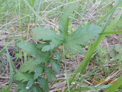 Filipendula stepposa