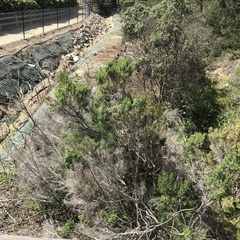 Baccharis pilularis consanguinea