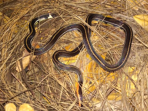 Photo of a Striped Coral Snake (intestinalis) (Calliophis intestinalis)