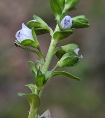 Veronica serpyllifolia