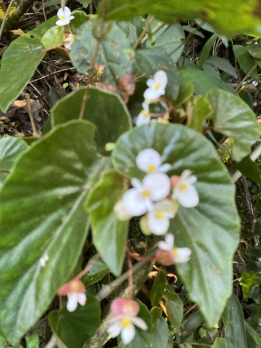 woolly bear begonia
