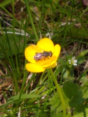 Anasimyia bilinearis