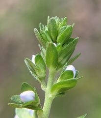 Veronica serpyllifolia