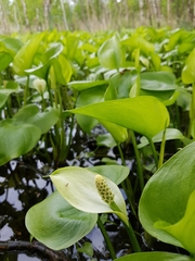 Calla palustris