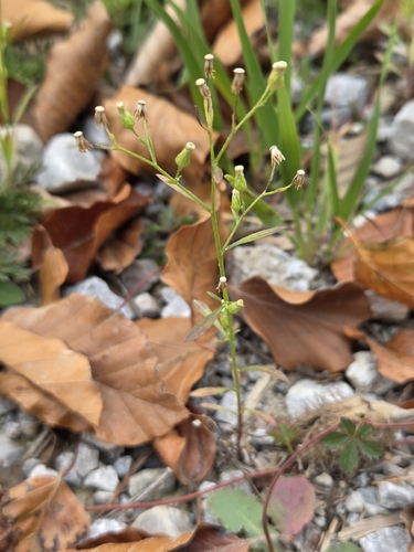 horseweed