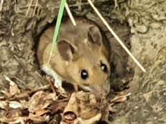 Apodemus flavicollis