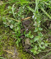 Veronica serpyllifolia