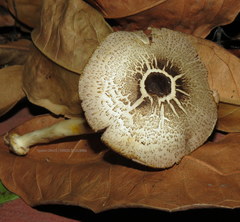 Agaricus