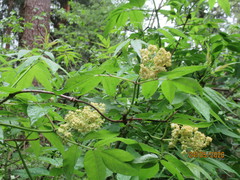 Sambucus racemosa