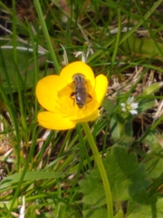 Anasimyia bilinearis
