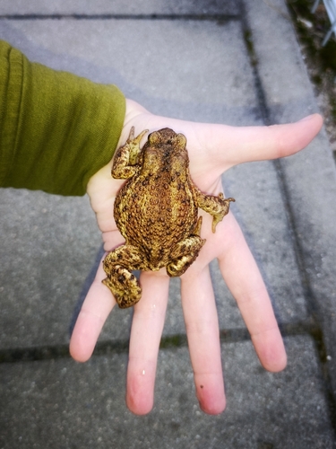 European Toad