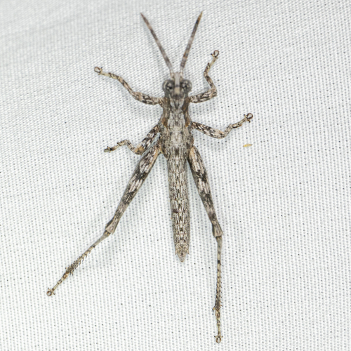 Clematodes larreae