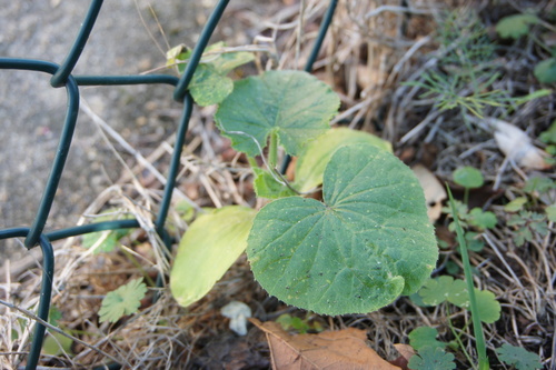 Cucumis sativus observed 2026-10-08