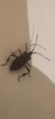Western Conifer Seed Bug