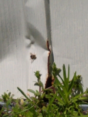 Anasimyia bilinearis