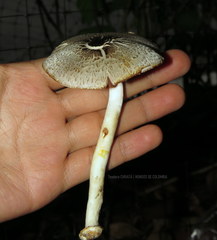 Agaricus